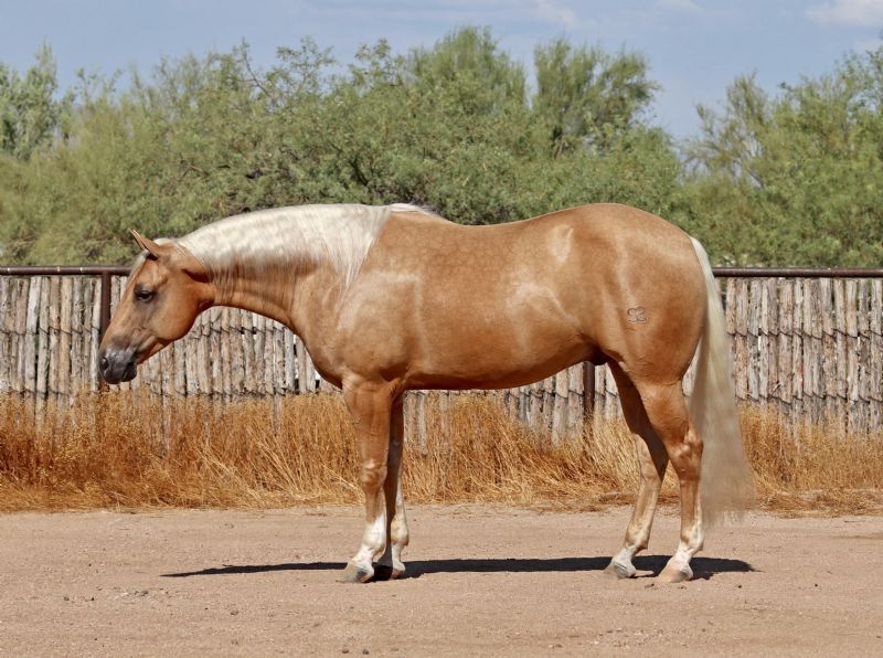 Drop Dead Gorgeous Black SHIRE Mare Super Safe and Really Rides